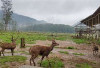 Ranca Upas Ciwidey: Liburan Seru Bersama Rusa & Alam Bandung Selatan
