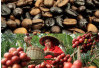 Sumatera Selatan: Pemimpin Produksi Kopi Indonesia, Dampak terhadap Ekonomi Lokal dan Nasional  
