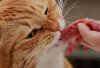 Hal yang Akan Terjadi Jika Kucing Makan Daging Mentah
