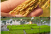 Kabupaten di Sumsel Ini Penentu Utama Ketahanan Pangan Nasional, Produksi Padi-nya Luar Biasa!