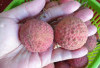 5 Manfaat Buah Leci Bagi Tubuh