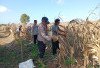 Lahan 2 Hektare di Gelumbang Hasilkan 4 Ton Jagung Pipil