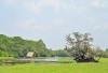 Fakta Mengejutkan! Kenapa Padang Savana Mirip Afrika Ini Justru Ada di Muara Enim, Sumsel?