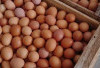 Orang yang Tidak Boleh Konsumsi Telur Ayam