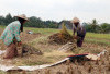 Luar Biasa, Kabupaten dekat dengan Kota Palembang Ini Ternyata Nomor Wahid Produksi Padi dan Beras di Sumsel!