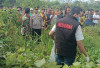 Mayat Mrs X Ditemukan di Kebun Nanas 