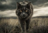8 Hal yang Dapat Membuat Kucing Menjadi Galak
