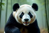 5 Bahaya Pada Panda Jika Mereka Merasa Terancam