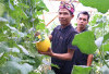 Kelompok Pembibitan Eco Agrotomation Binaan Bukit Asam Panen Perdana Melon Premium