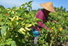 Bukan Bawang Merah atau Tomat, Sayuran Ini Jadi Raja Lahan Pertanian Sumsel