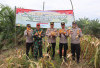 Dorong Ketahanan Pangan, Panen Jagung di Lahan Tumpang Sari