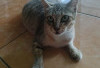 10 Manfaat Utama Memelihara Kucing
