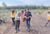 Dukung Program Ketahanan Pangan, Polsek Gelumbang Tanam Jagung