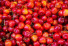Manfaat yang Ada Pada Buah Ceri yang Biasa dikonsumsi