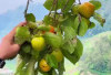 Kaya Antioksidan dan Berbagai Vitamin, Buah Kesemek Menjaga Sistem Imun 