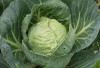 Sumsel, Pusat Produksi Sayur Masa Depan!