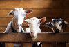 Syarat Sah Kambing yang Akan Dikurbankan