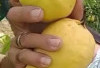 Apa Benar Jambu Biji Baik Untuk Demam Bedarah?