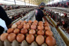 Produksi Telur Ayam Buras Sumsel 2024 Tembus 8,47 Juta Kg, Ogan Ilir Jadi Juara