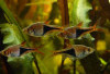 9 Ikan Hias Air Tawar dengan Warna Memukau, Favorit Aquascape yang Bikin Mata Terpana