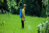 Cara Menggunakan Racun Rumput yang Benar