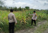 Dukung Ketahanan Pangan, Cek Progres Jagung di Desa Karang Endah