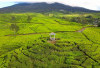 5 Alasan Kebun Teh Pagaralam Jadi Destinasi Favorit Sumatera Selatan di Ketinggian 1.520 Mdpl
