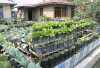 Dari Lahan Sempit Jadi Sumber Pangan: Rahasia Berkebun di Rumah yang Jarang Dibahas