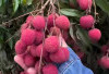 Konsumsi Buah Leci Dapat Menjaga Kesehatan Jantung