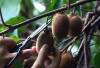 Jaga Kesehatan Jantung Dengan Buah Kiwi