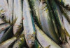 Khasiat Utama Dari Ikan Sarden Banyak Sekali Lo!