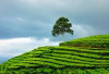 Bukan di Lembang atau Dieng, Tapi Dua Tempat di Sumsel Ini yang Bikin Kamu Merinding Kedinginan!