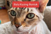 2 Penyebab Bulu Kucing Gampang Rontok