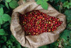 OKU Selatan dan Empat Lawang Kuasai Industri Kopi Sumsel 2023, Ini Potensi Ekonominya!
