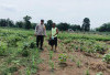 Petani Kesulitan Pupuk dan Racun Hama