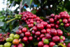 Bukan Muara Enim, Ini 3 Daerah di Sumsel dengan Perkebunan Kopi Terluas, Nomor 1 Tak Terduga!