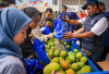 Petani Mangga yang Diberdayakan BRI Mampu Perluas Lahan dan Tingkatkan Taraf Hidup