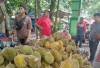 Tips Cara Memilih Durian yang Bagus dan Enak