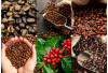 3 Daerah Bukan Penghasil Kopi di Sumsel, Nomor 1 Ini Daerah Paling Jago