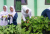 Panen Perdana Daun Ubi dan Pare: Siswa MTsN 2 Muara Enim Wujudkan Keterampilan Berkebun