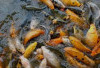 Apakah Ikan Semuanya Halal Dimakan?