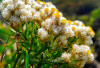 10 Flora Dilindungi dengan Keunikan Langka, Peringkat Teratas yang Tak Boleh Sembarangan Dipetik